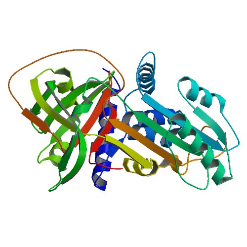 Фото Альфа 1-протеиназы ингибитор