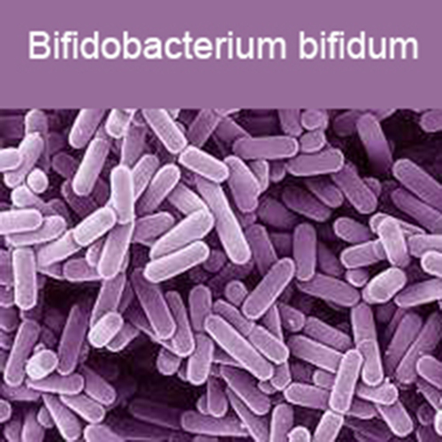 Фото Бифидобактерии бифидум + Кишечные палочки