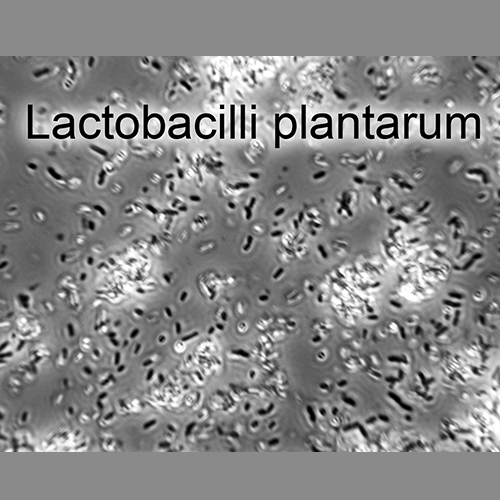Фото 2 Бифидобактерии бифидум + Лактобактерии плантарум