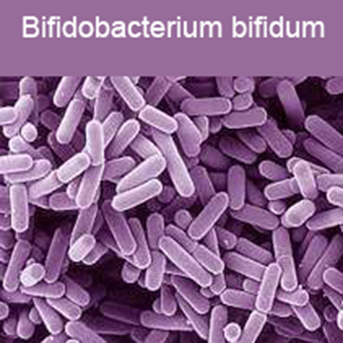 Фото Бифидобактерии бифидум + Лизоцим