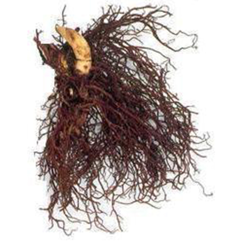 Фото Цимицифуги даурской корневища с корнями