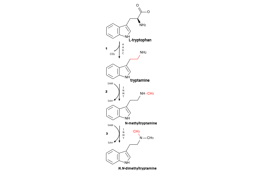 синтез диметилтриптамина