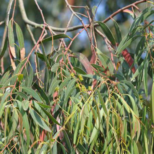 Фото Эвкалипта прутовидного листьев масло