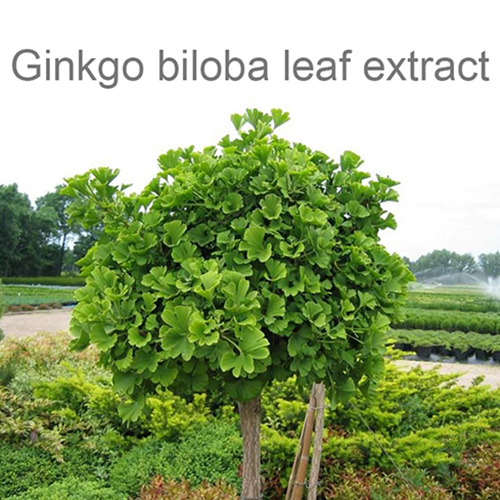 Фото Гинкго двулопастного листьев экстракт + Гептаминол + Троксерутин
