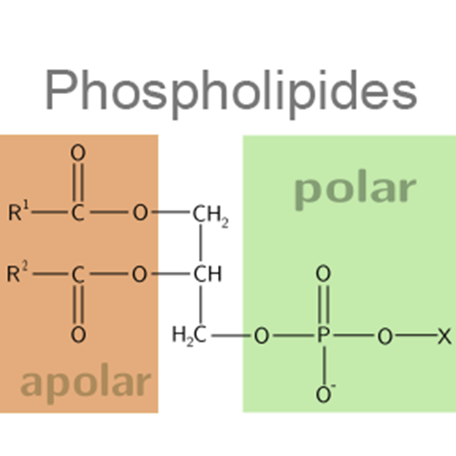 Структурная формула 2 Глицирризиновая кислота + Фосфолипиды