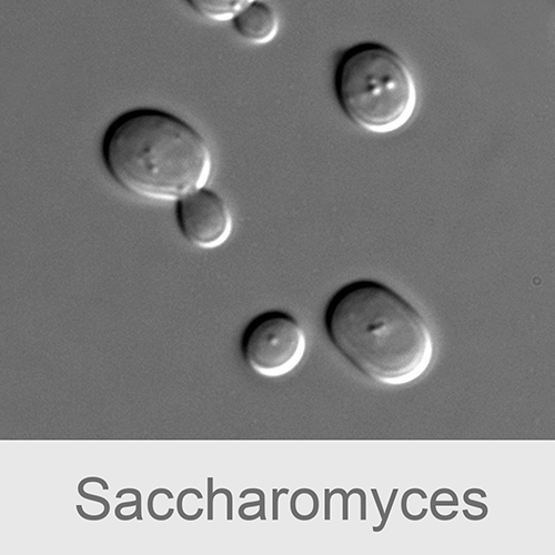 Фото 2 Лактобактерии ацидофильные + Грибки кефирные