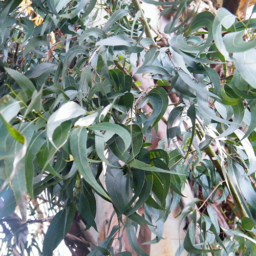Фото Эвкалипта прутовидного листья