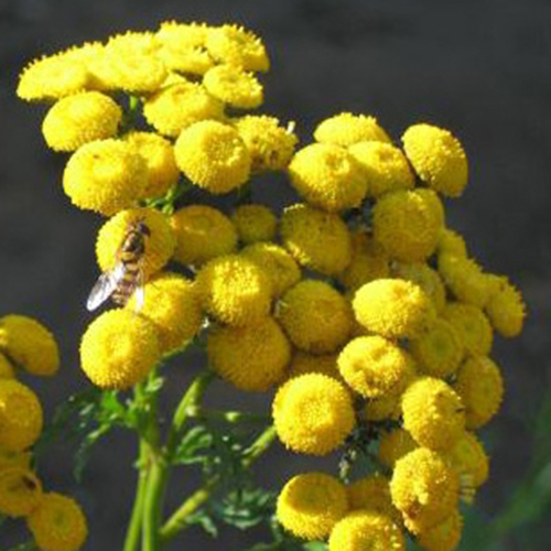 Фото Пижмы обыкновенной цветки