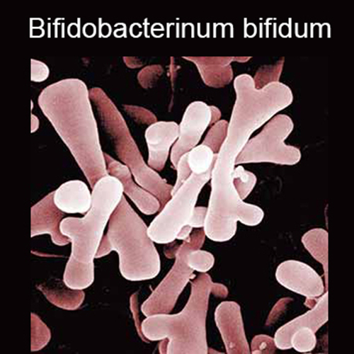 Фото 2 Расторопши экстракт сухой + Бифидобактерии бифидум + Лактобактерии ферментум