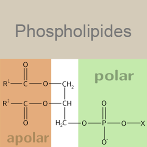Структурная формула Расторопши пятнистой плодов экстракт + Фосфолипиды