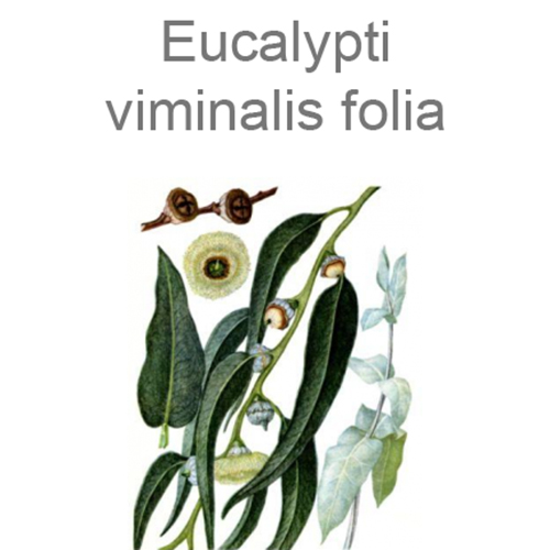 Фото 2 Ромашки аптечной цветки + Эвкалипта прутовидного листья