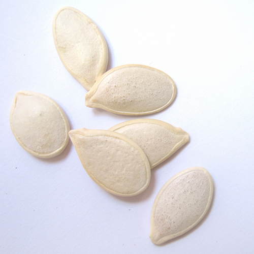 Фото Тыквы обыкновенной семена