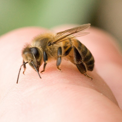 Фото Яд пчелиный